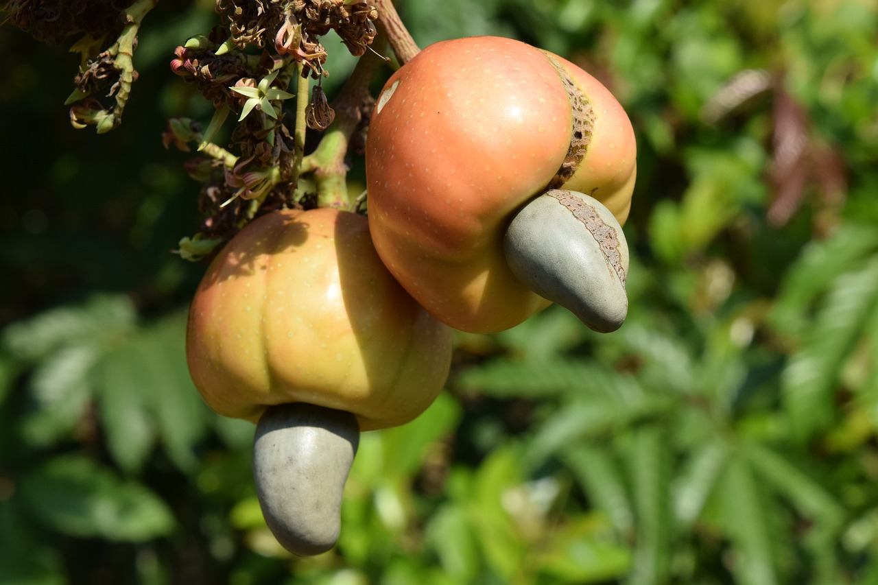 cashew, nature, nut