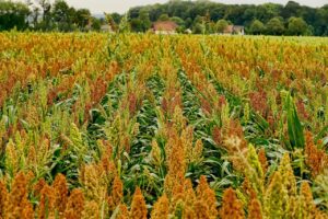 field, field crop, sorghum