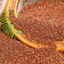 Finger millet exporter